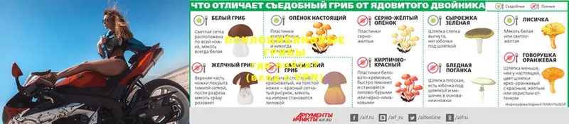 Галлюциногенные грибы Psilocybine cubensis  Кольчугино 