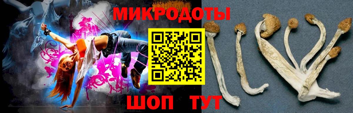 Галлюциногенные грибы Psilocybe Кольчугино